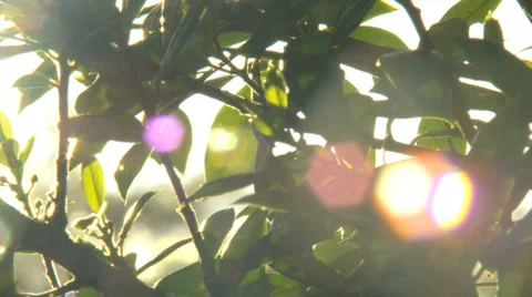 Setting Sun Shines through Tree Leaves - HD 720 Stock Footage 4886480