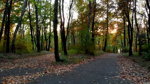 The setting sun shines through the trees in the park. Stock Footage 96354428
