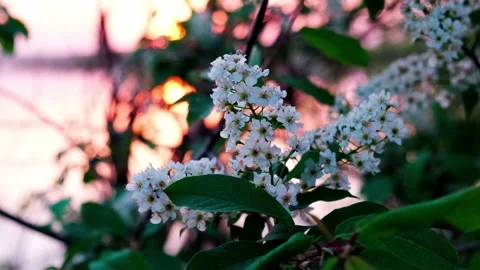 The setting sun, shining through the branches of a cherry tree, Stock Footage 155048701