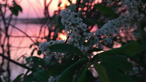 The setting sun, shining through the branches of a cherry tree, Stock Footage 155264646