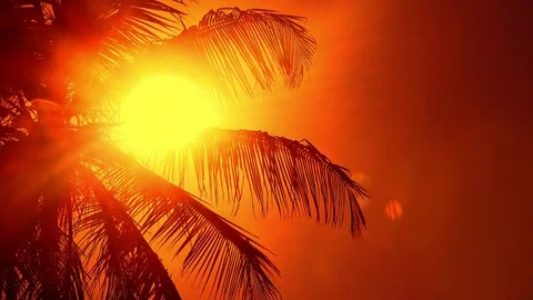 Setting sun shining through palm leaves swaying in wind Stock Footage 72784771