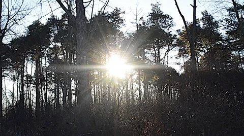 Setting Sun Shining Through Trees, Winter Stock Footage 45893230
