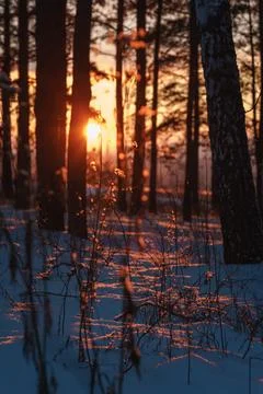 The setting sun on the snow in the forest between the trees. Stock Photos