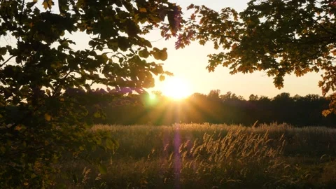 The setting sun sparkles in the orange sky above the dark outline of the forest. Stock Footage 291512337