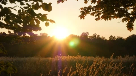 The setting sun sparkles in the sky above the dark silhouette of the forest. Video stock 290242105