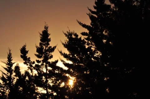 Setting sun through braches Stock Photos