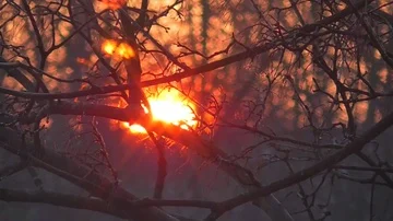 Setting sun through the branches of trees Stock-Footage 85849025