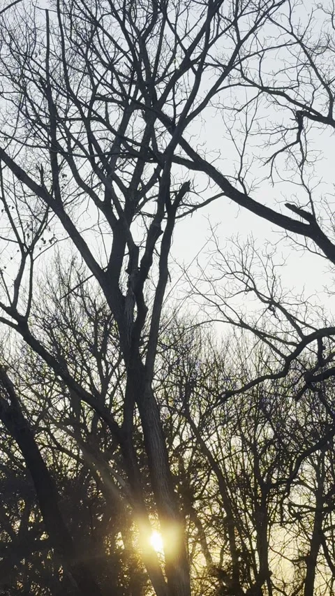 Setting Sun Through Leafless Trees Stock Footage 344601359