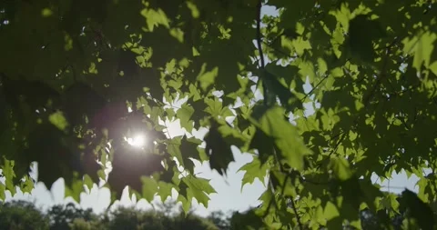 Setting Sun Through Maple Tree Leaves Stock Footage 281443383