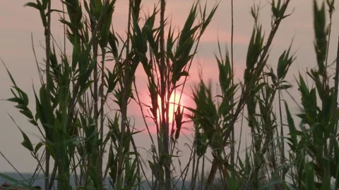 Setting sun through reeds Stock Footage 270073338