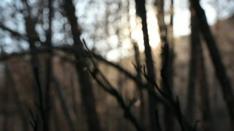 Setting sun through trees Video stock 821869