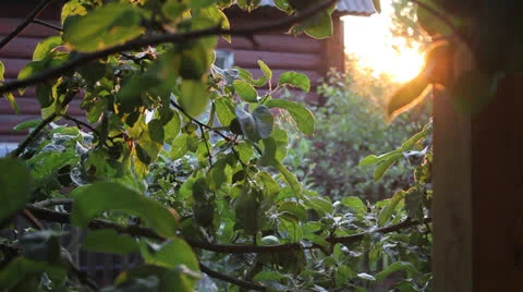 Setting sun through the trees Stock Footage 25911789