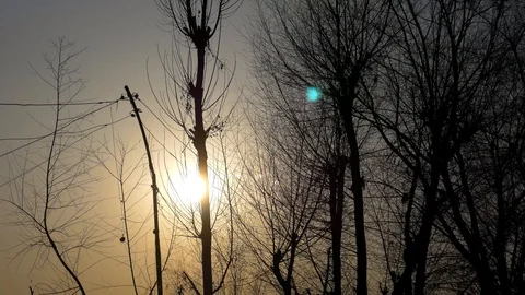 The setting sun through the trees Stock Footage 98904748