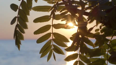 Setting sun thru leaves 動画素材 131093180