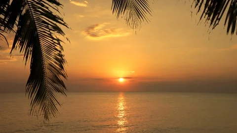 Setting sun vacation concept Silhouette palm tree branch against orange sky Stock Footage 114622376