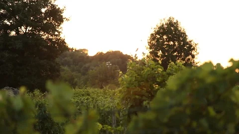 The setting sun in the vineyard Stock Footage 112247714