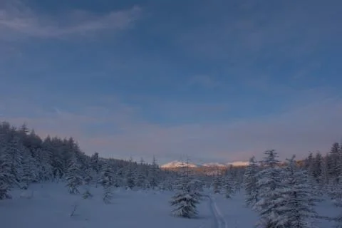 The setting sun in the winter forest Stock Photos