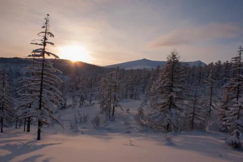 The setting sun in the winter forest Stock Photos