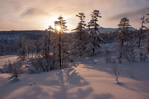 The setting sun in the winter forest Stock Photos
