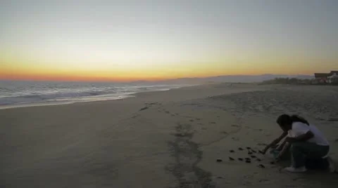 Setting Turtles Free Stock Footage 9313282