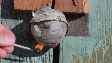 Setting wasp nest in fire, burning, slow motion, part 1 Stock Footage 90096099