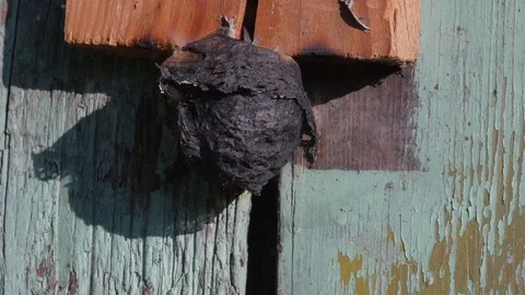 Setting wasp nest in fire, burning, slow motion, part 2 Stock Footage 90096120