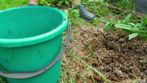 Settled chicken manure is collected in a bucket for fertilizing garden beds Stock Footage 317174231