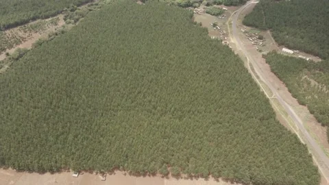 Settlement in the green forest cover of slopes of mount Kilimanjaro. Stock Footage 163193170