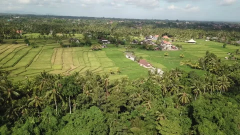 Settlements with rice fields in bali Video stock 144006485