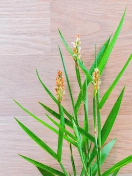 Setup green grass and wall background for wallpaper. Stock Photos