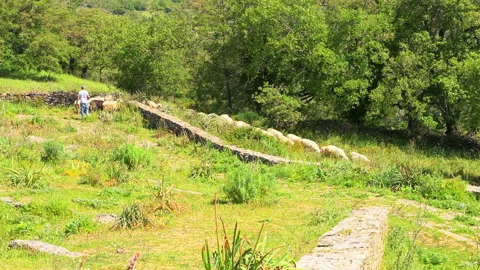 Seulo Sardinia, shepherd, sheep walking grazing in rural farm village in Italy Stock Footage 303529062