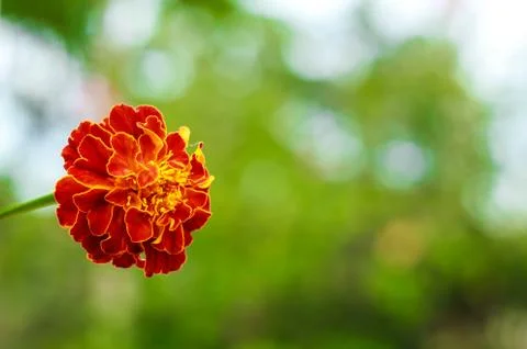 Sevati flower single Stock Photos