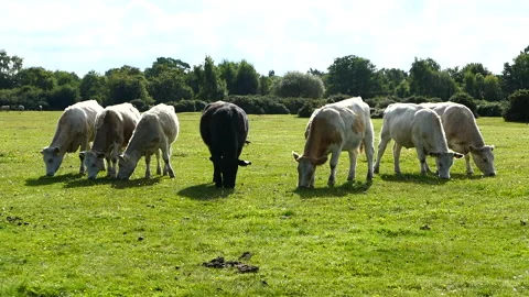 Seven cows eating grass in a line at The New Forest Stock Footage 244744642