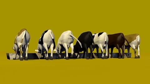 SEVEN COWS EATING REAR VIEW Vídeos de archivo 75016041