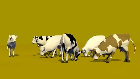 SEVEN COWS GRAZING FRONT LEFT VIEW Vídeos de archivo 75018982