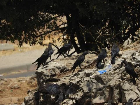 Seven crows standing in a rock in Morocco Ifrane Stock Photos