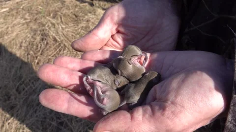 A seven day old brood of rat from a wild suburban population Stock-Footage 333575776