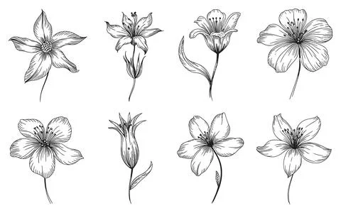 Seven different types of flowers in black and white line Stock Illustration