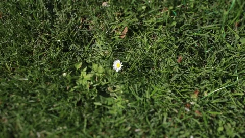 Seven eggs stand in a circle of daisies, and people take them away. Stock Footage 169770268