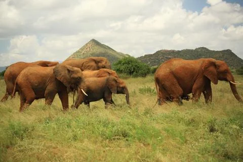 Seven elephants Stock Photos
