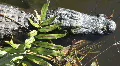 Seven Foot Long Alligator And Leafy Plants HD Footage