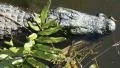 Seven Foot Long Alligator And Leafy Plants HD Footage