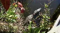 Seven Foot Long Alligator Sunbathing HD Footage