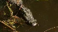 Seven Foot Long Alligator Sunbathing HD Footage