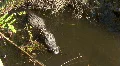 Seven Foot Long Alligator Sunbathing HD Footage