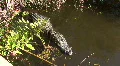 Seven Foot Long Alligator Sunbathing HD Footage