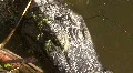 Seven Foot Long Alligator's Head HD Footage