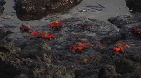 Seven Grapsus Grapsus crabs lying on rocks near the sea. Stock Footage 39482164