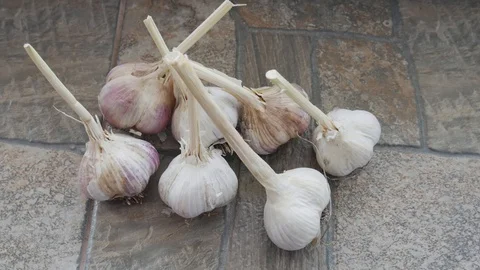 Seven Heads of Garlic on a Stone Surface. Products Without Chemical Fertilizers Stock Footage 118955104