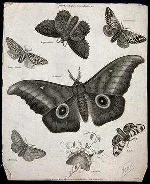 Seven insects of the order Lepidoptera, with four scale-covered wings, incl.. Stock Illustration